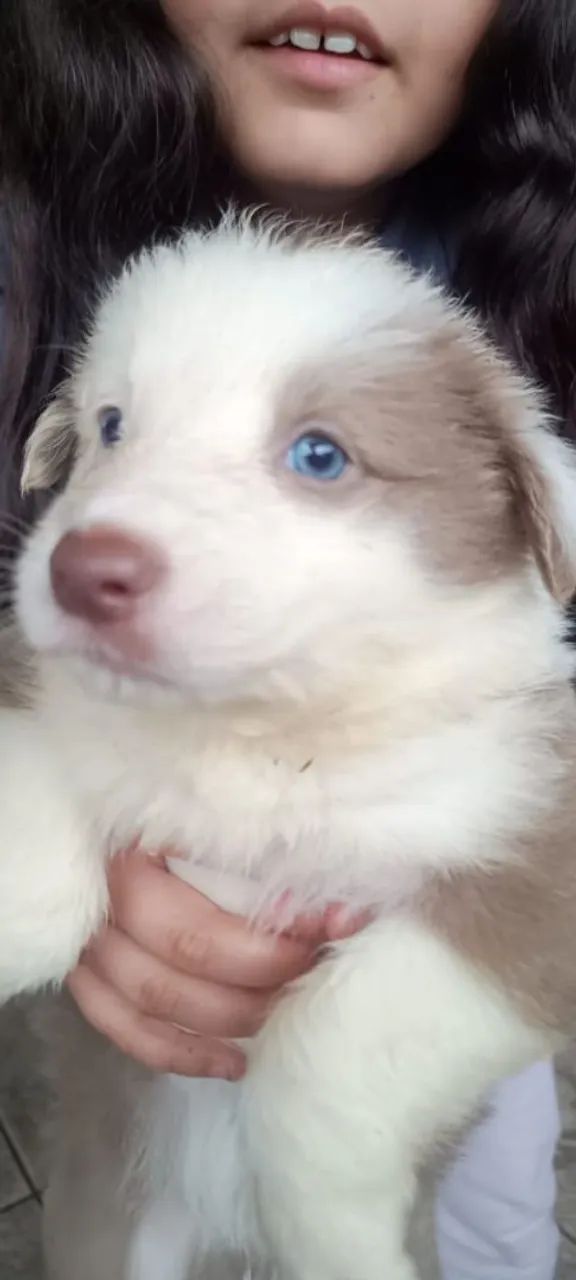 Border collie filhote 600.00 - Foto 3