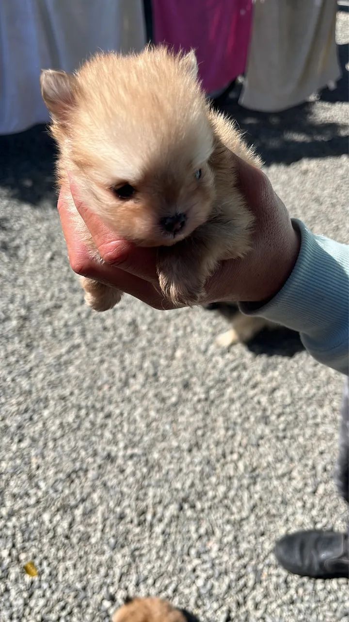 Cachorro - Foto 2