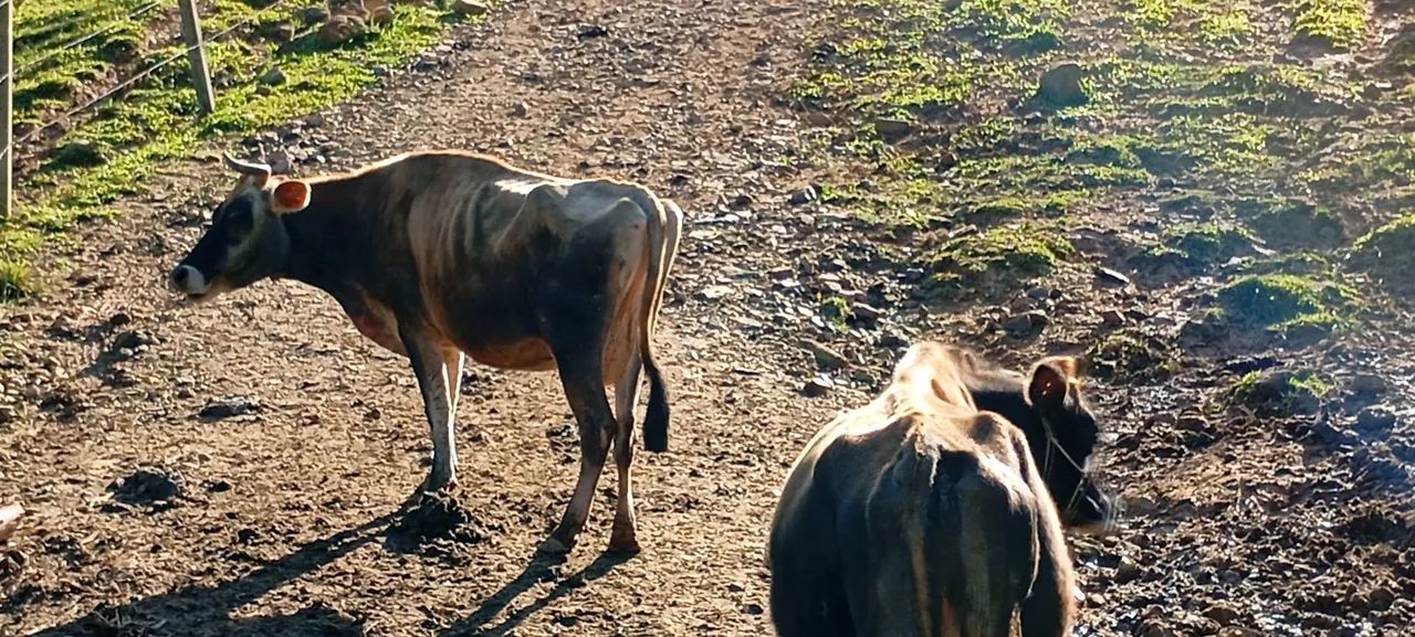 Vendo vacas de leite  - Foto 3