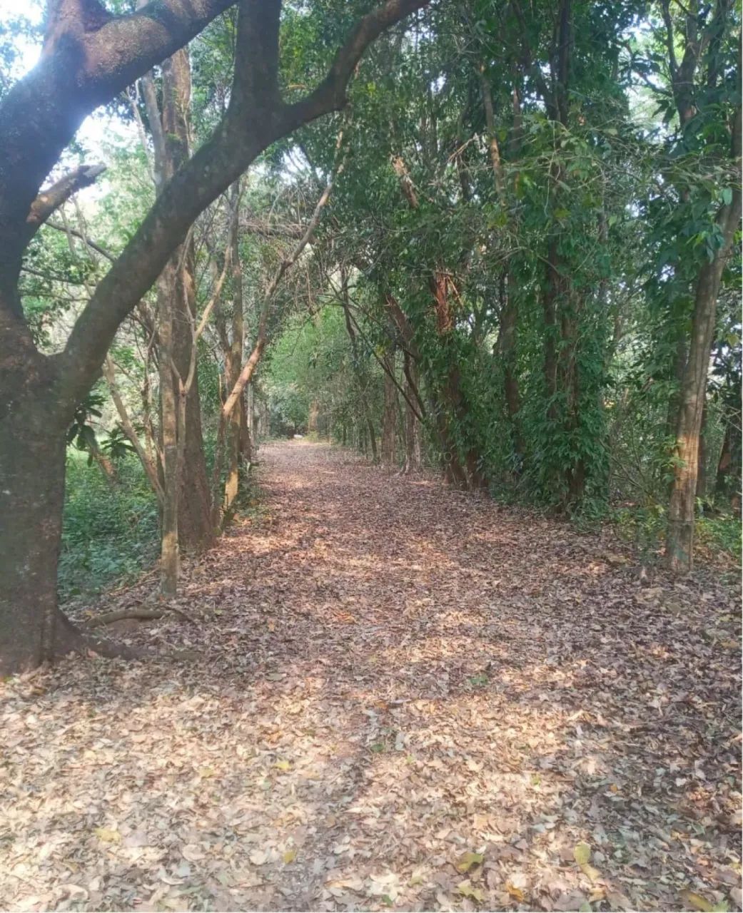 Chácara na beira do Rio Ivaí - Foto 5