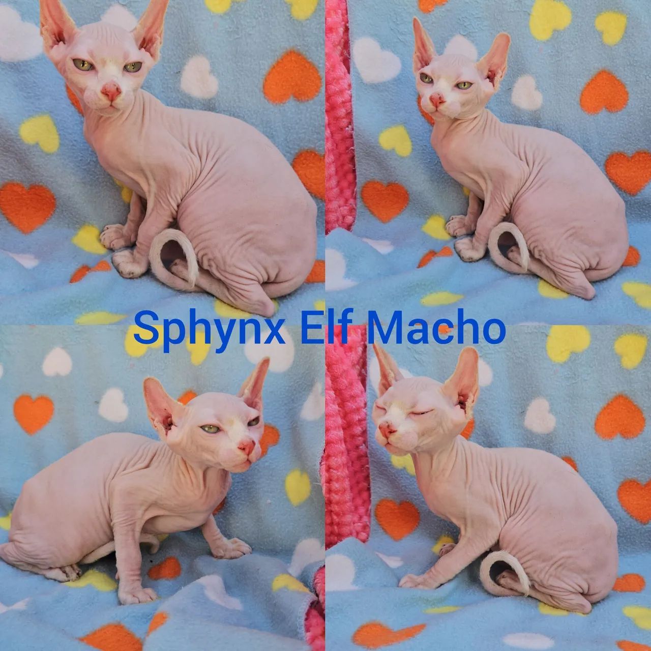 Sphynx Elf Filhotes - Gatil BSB Cat  - Foto 3