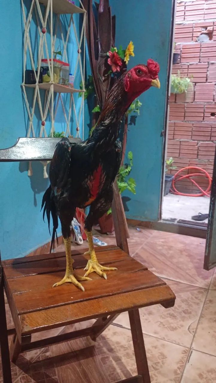 vendo frango  - Foto 3