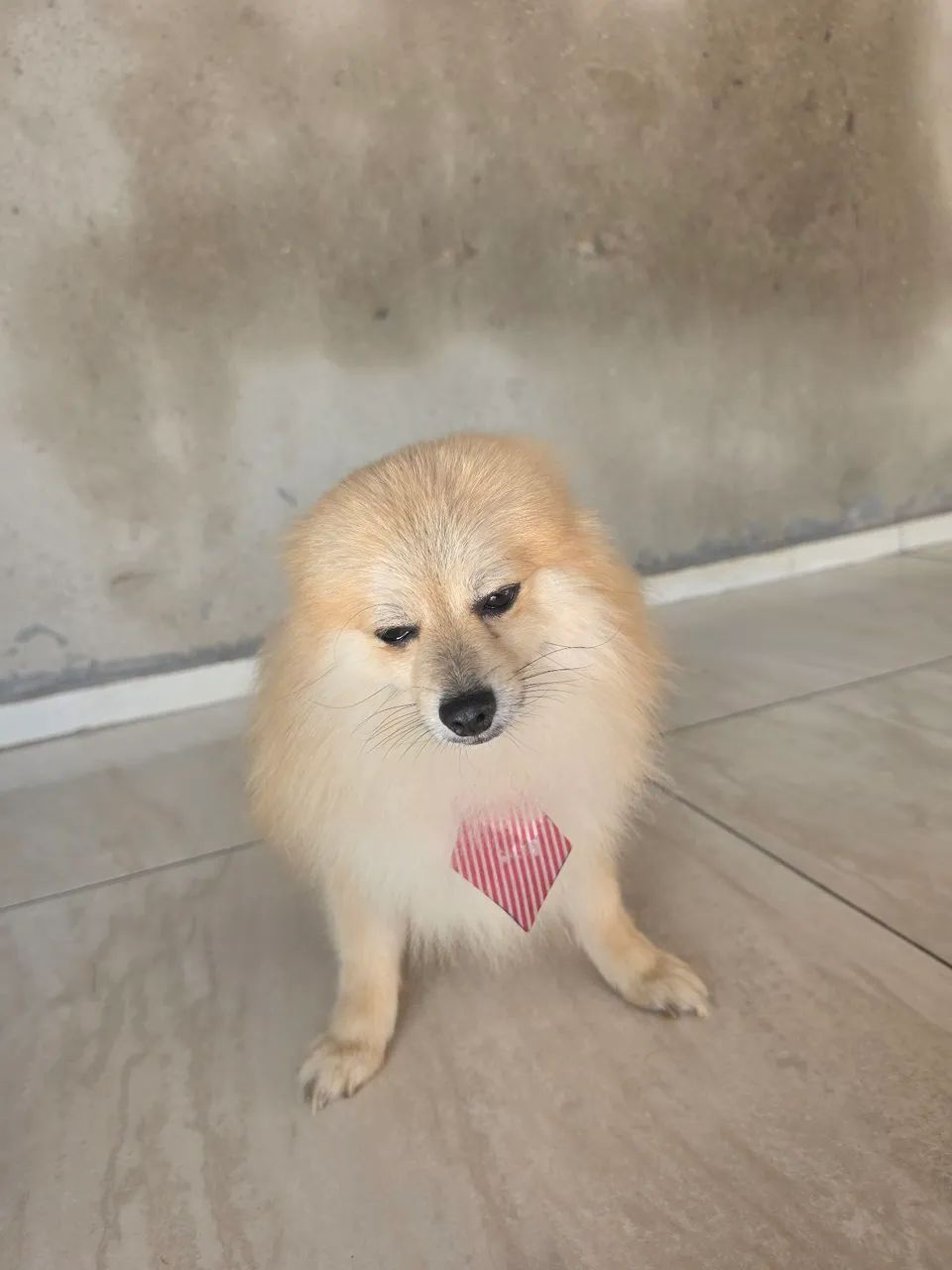 Cachorro - Foto 4