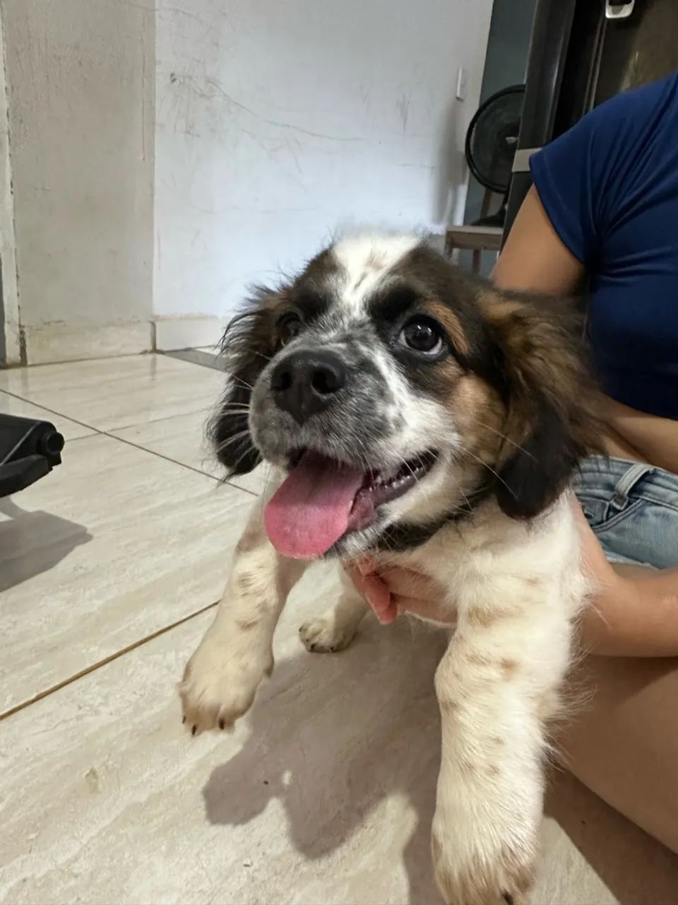 Vende-se cachorro  - Foto 3