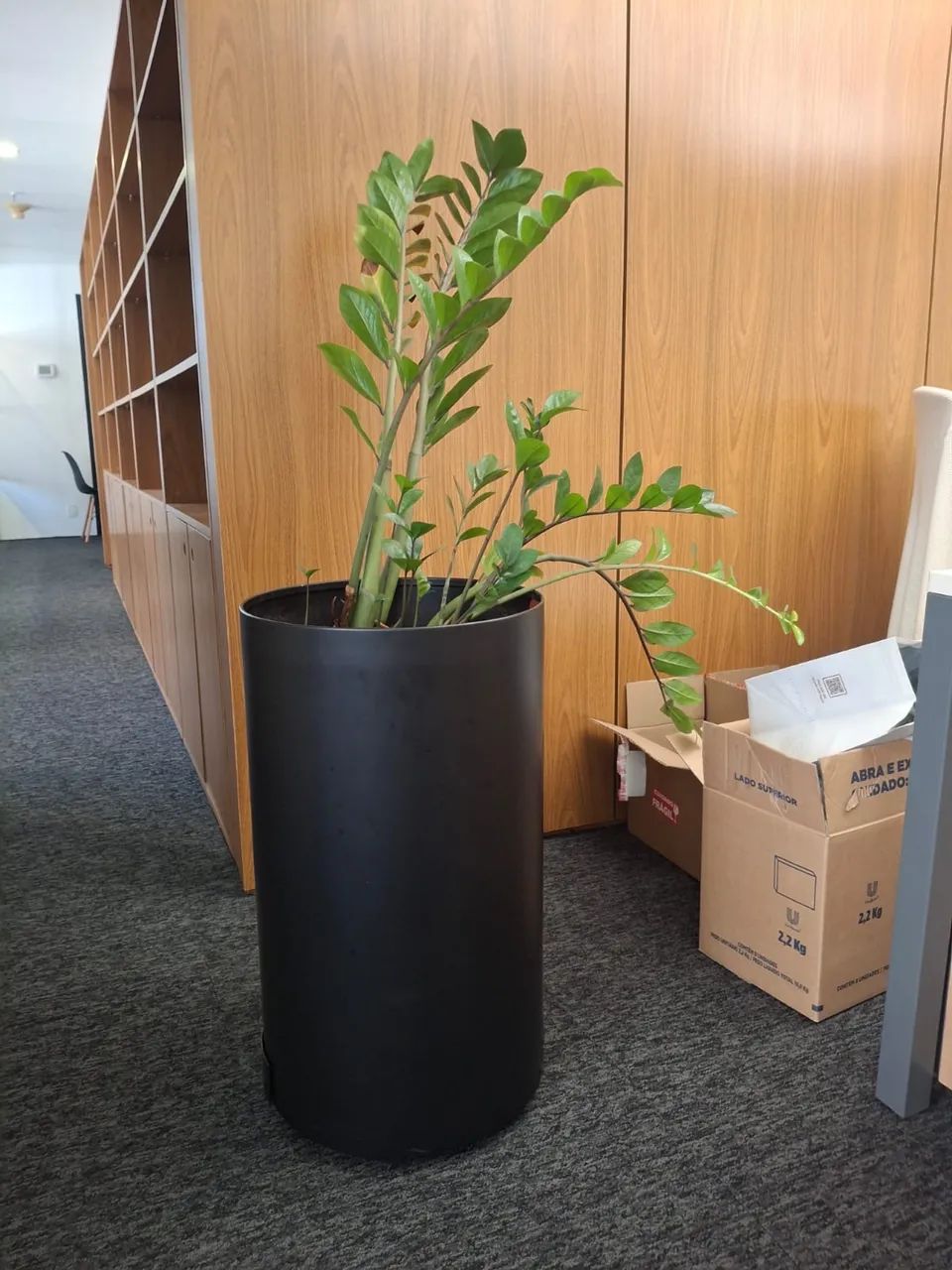 Vasos de ótima qualidade com plantas - Foto 5