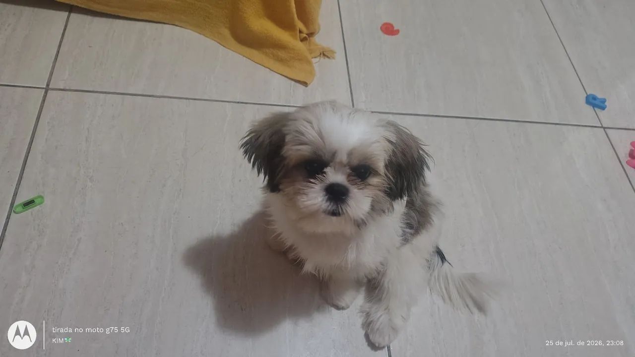 Cachorro 