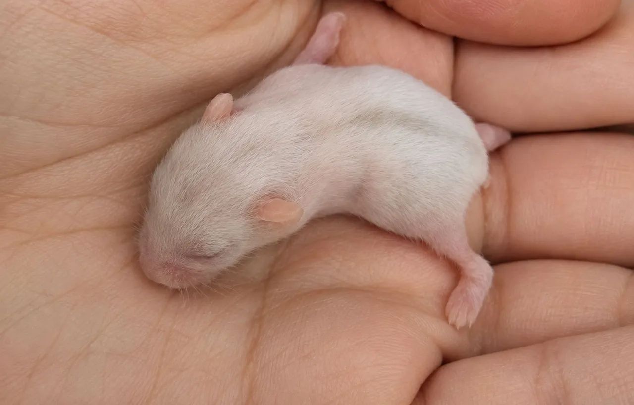 Reserva filhotes de hamster - Foto 2