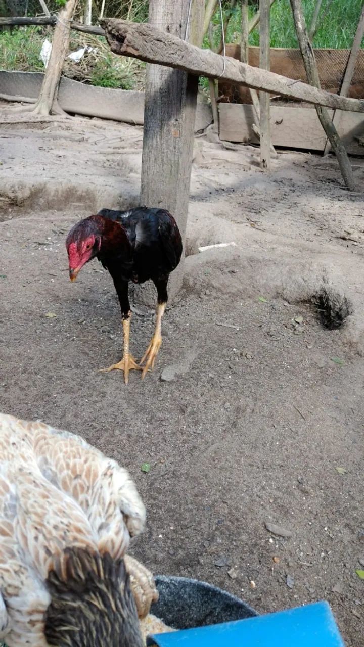 Frango Indio Barbudo - Foto 2