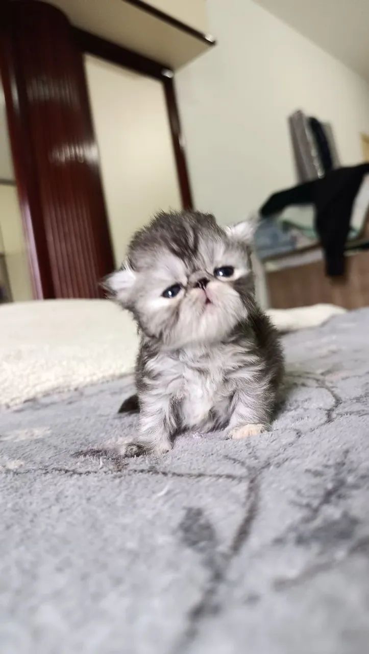 Gato persa filhotes  - Foto 4
