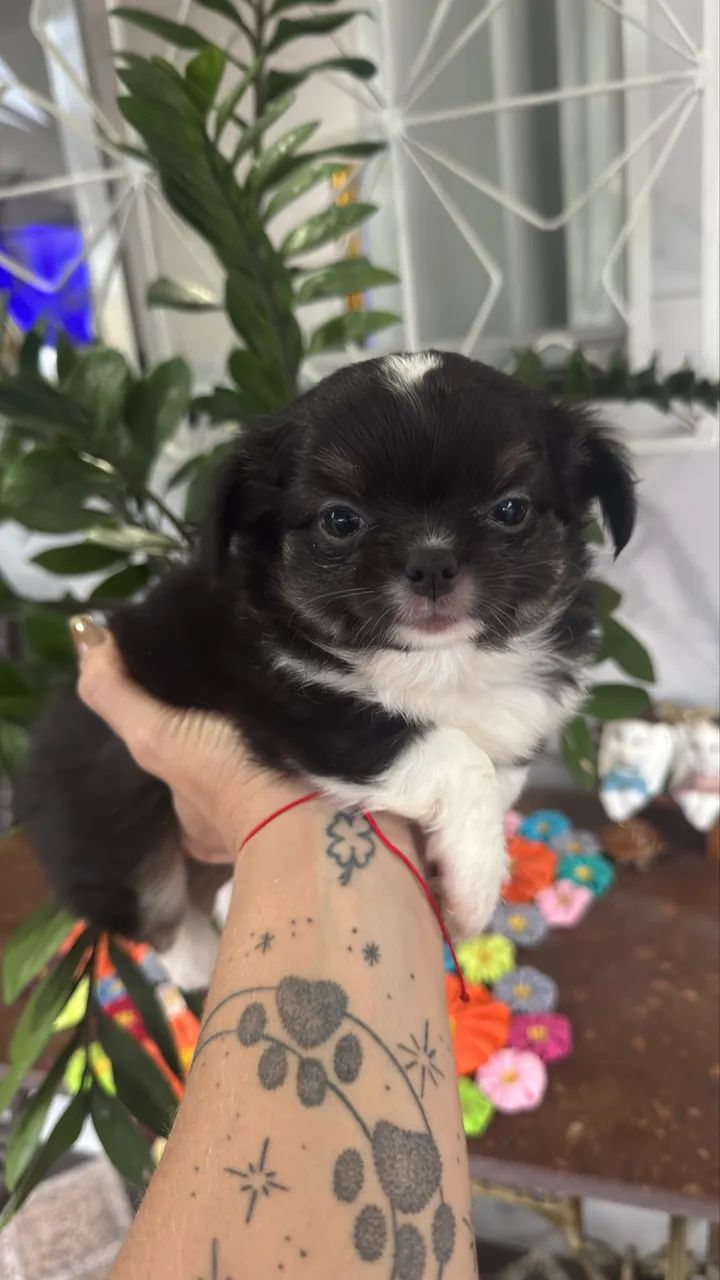 Chihuahua Macho  - Foto 4