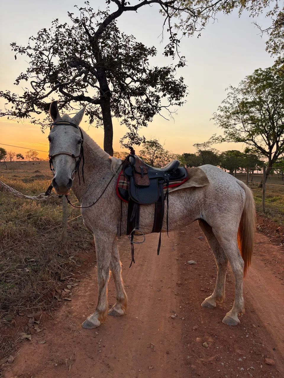Egua mangalarga  - Foto 2
