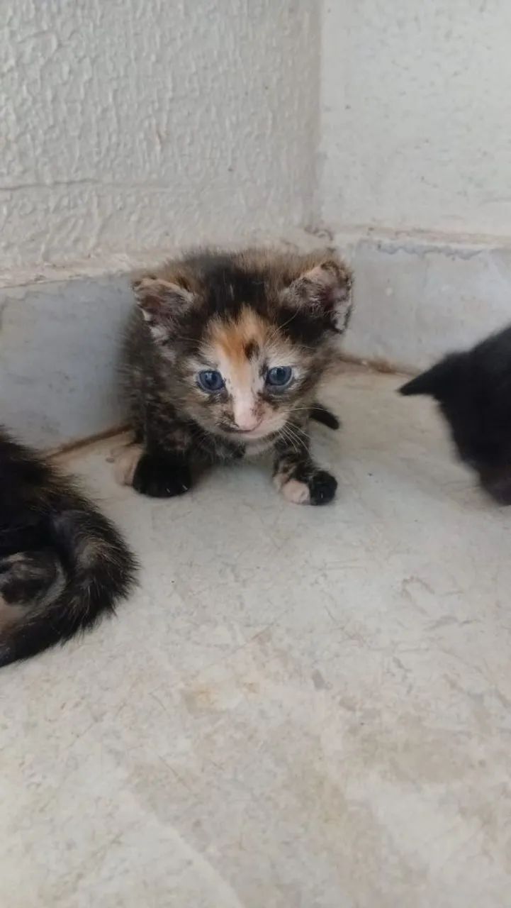 Reserva de gatinho