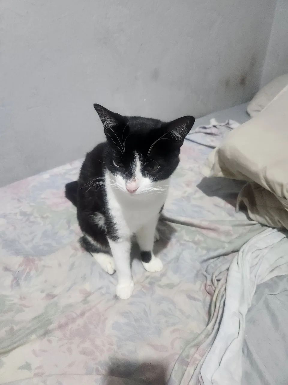 Cuidador e passeador de animais. - Foto 2