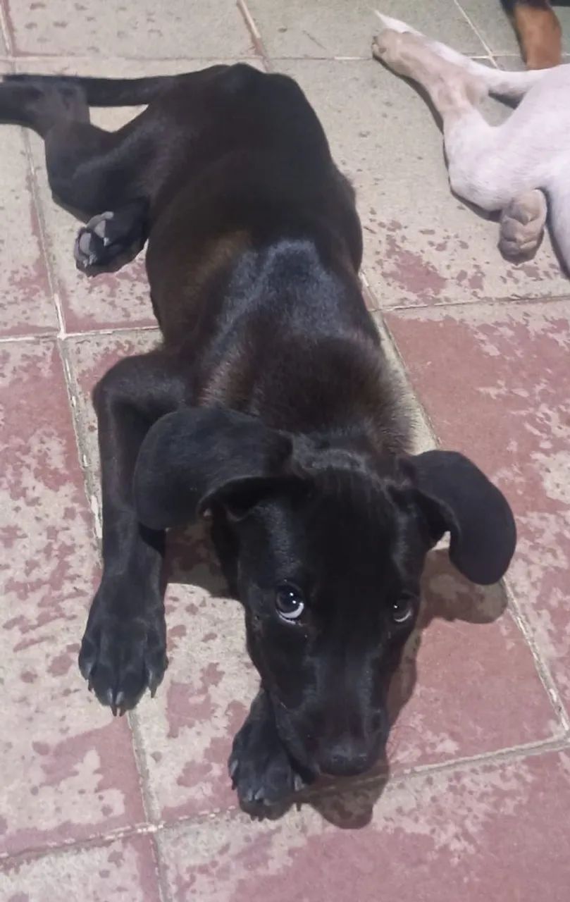 Adoção responsável  - Foto 2
