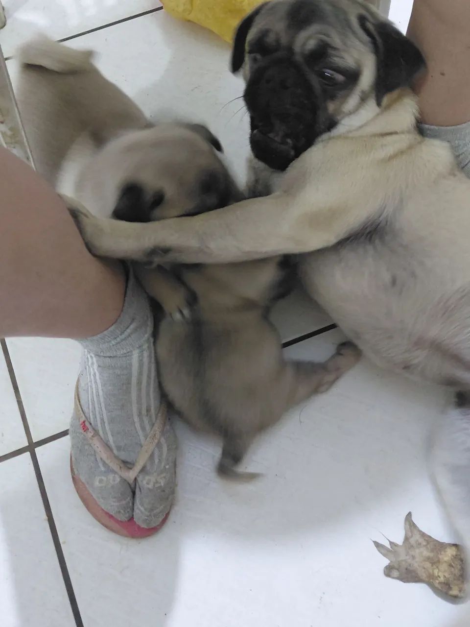 Filhote de pug  - Foto 5