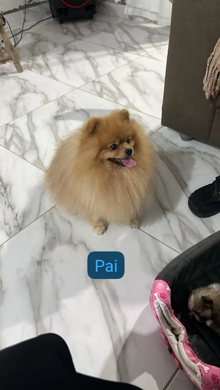Spitz alemao macho  - Foto 4