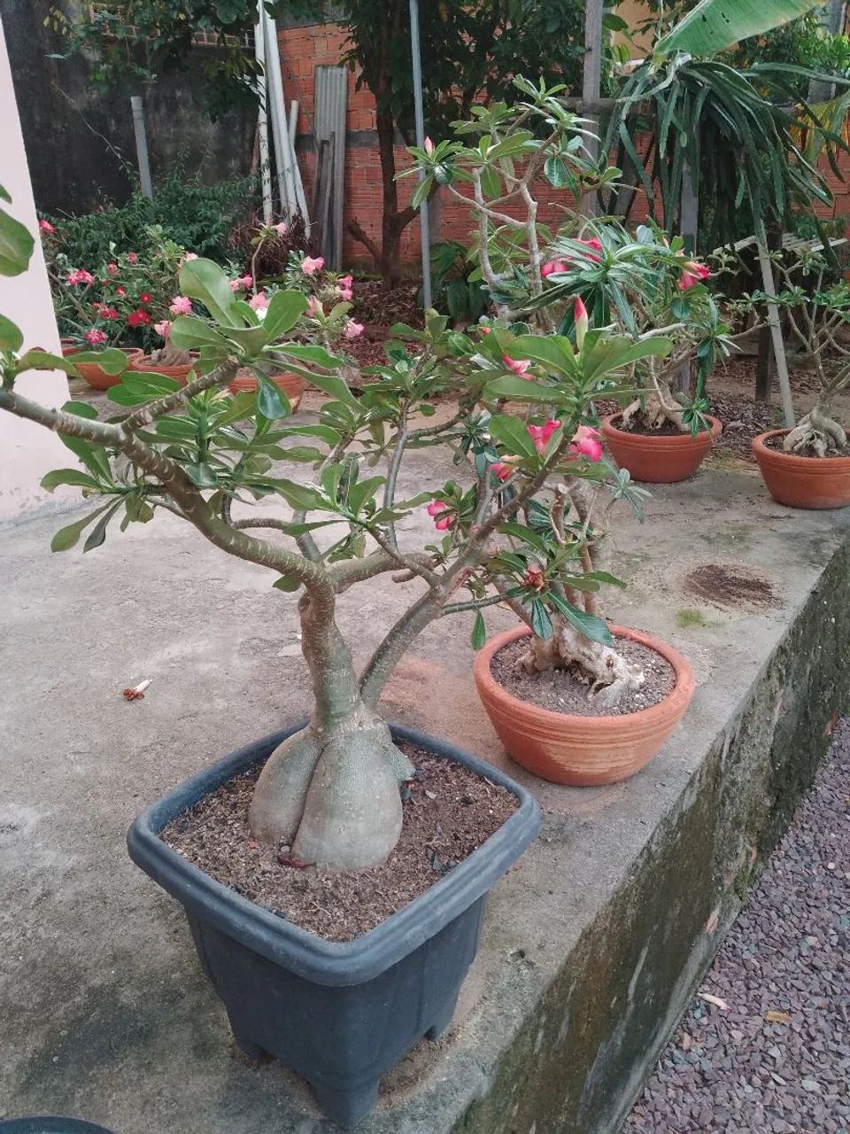 Rosas do Deserto  - Foto 4