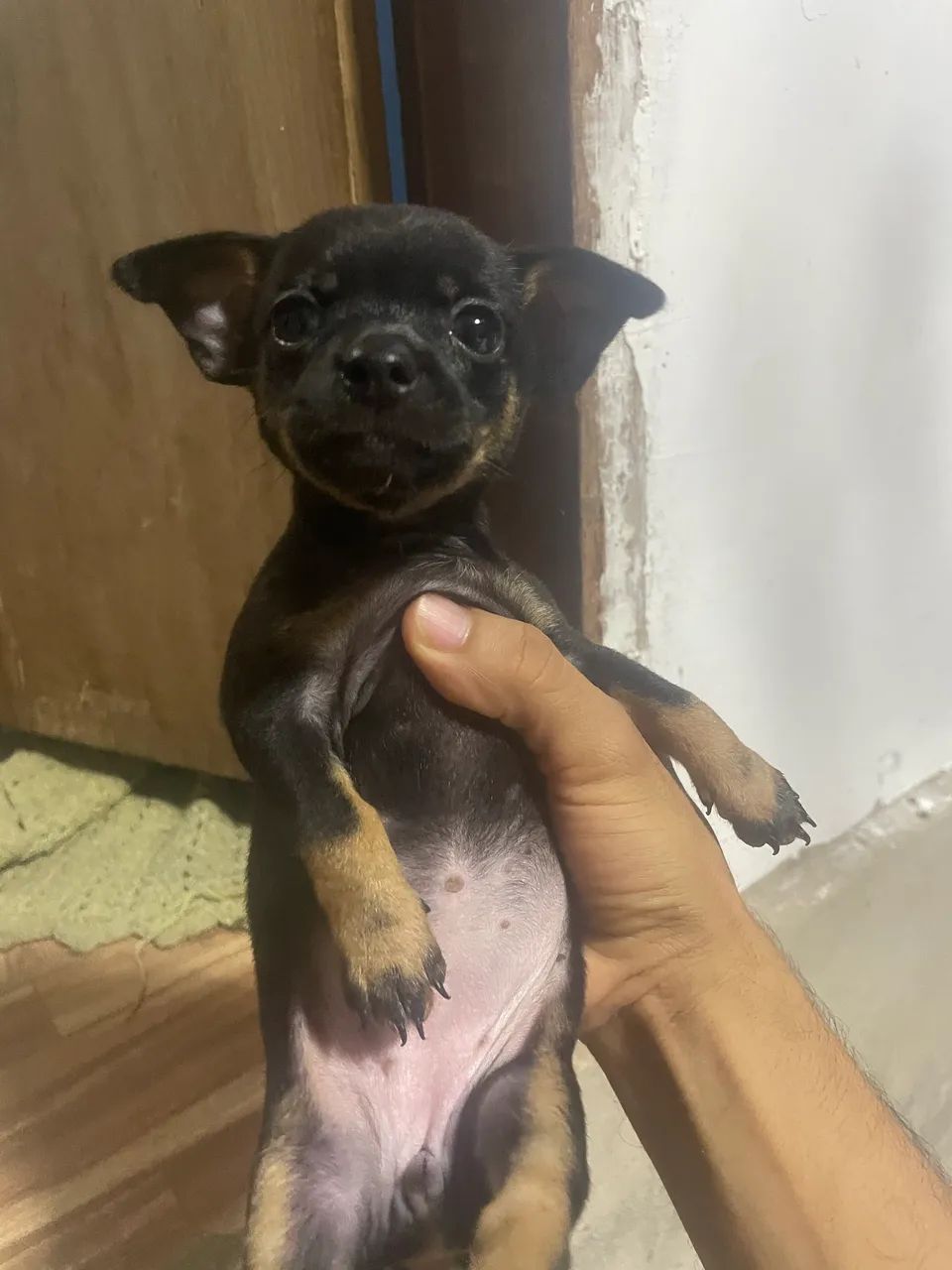 cachorro pinscher 2 - Foto 3