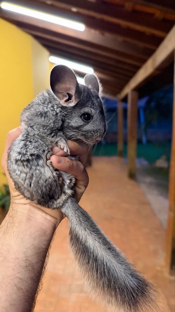 Chinchila Dócil e Saudável - Ideal para Pet - Foto 2