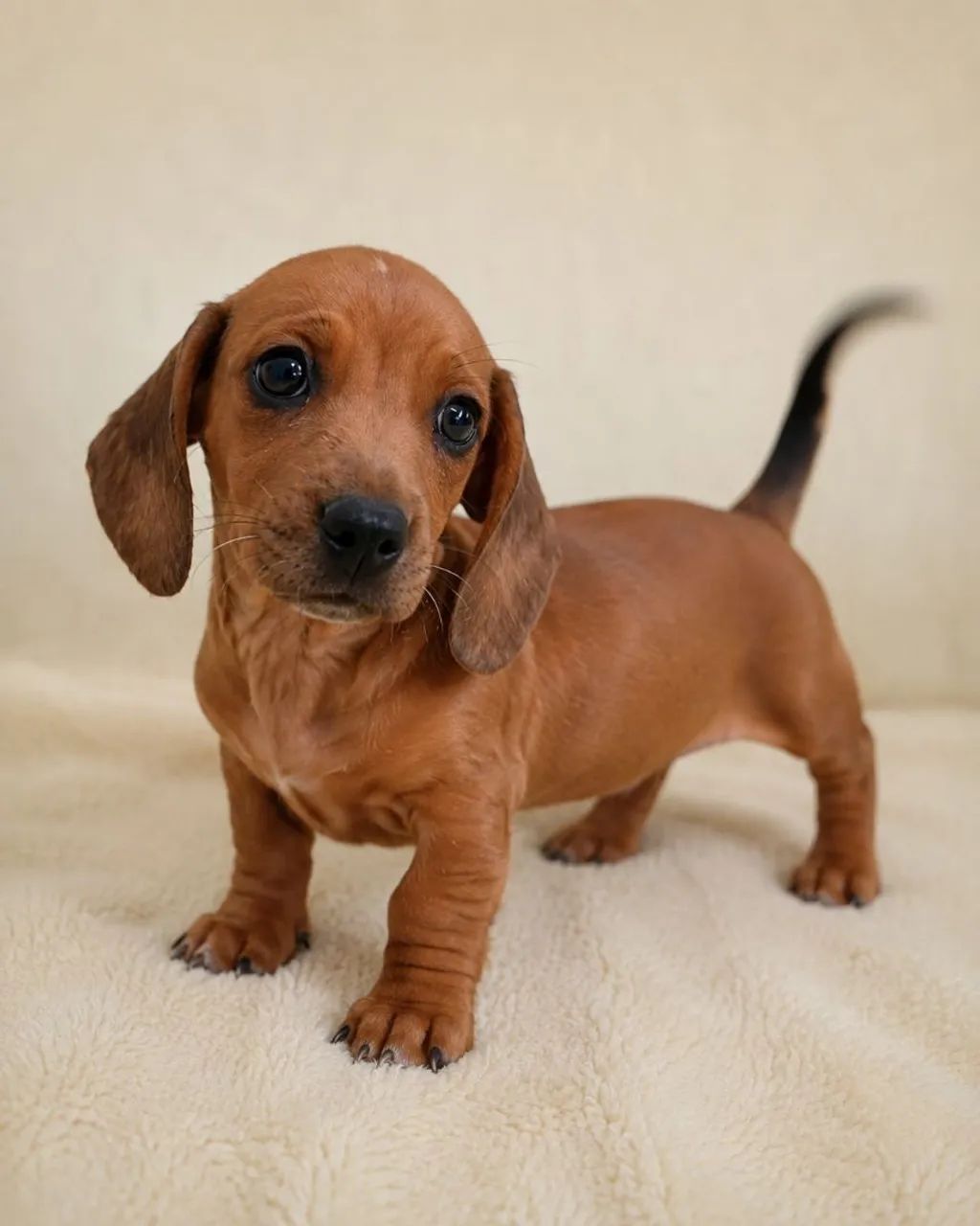 Dachshund - Macho  - Foto 3