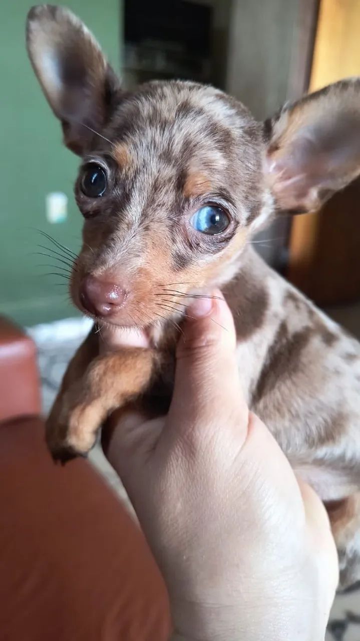 Machinho Zero exótico  - Foto 2