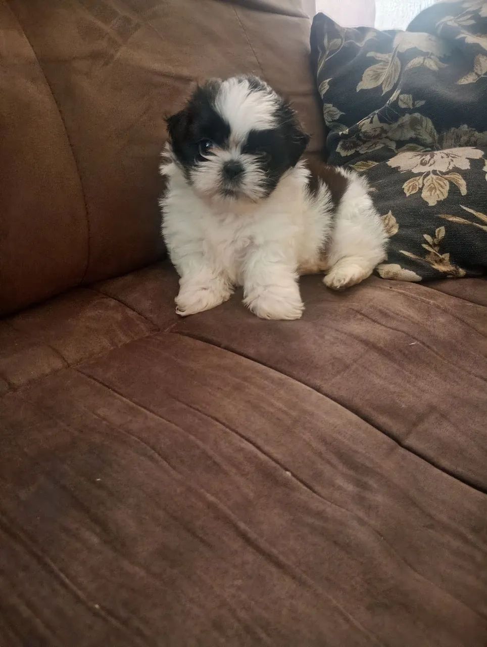 Cachorra sthizu  - Foto 2