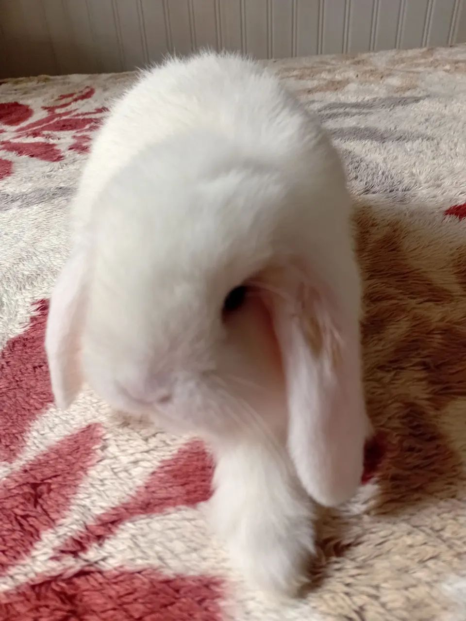 Mini lop  - Foto 5