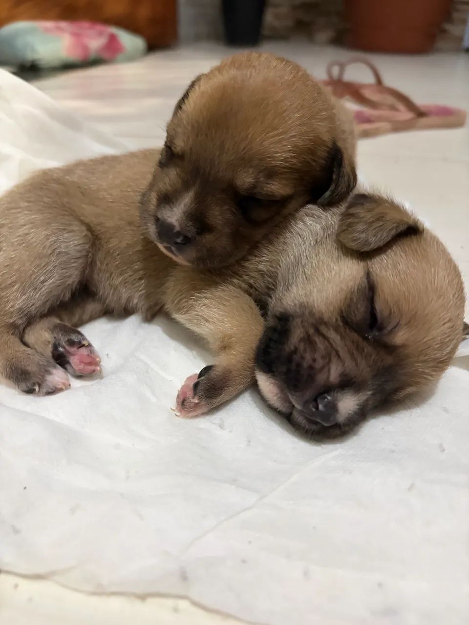 Cachorros para adoção - Foto 5