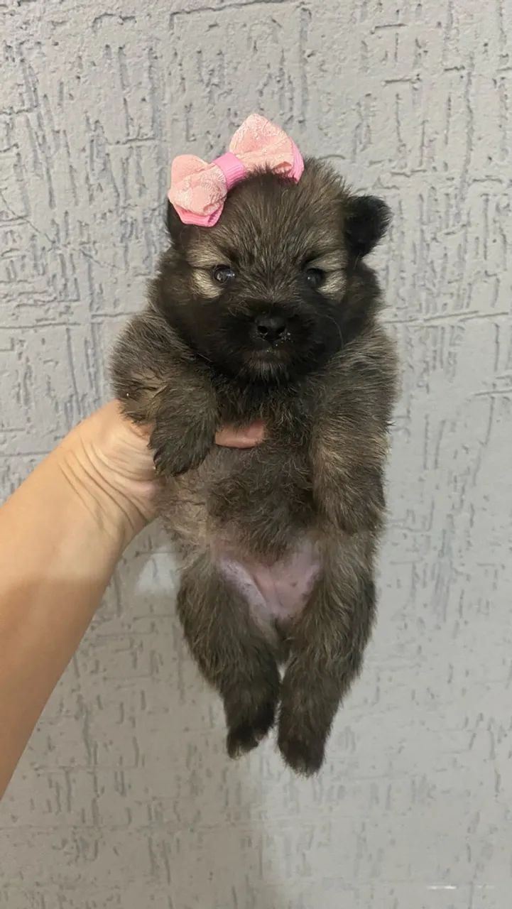 Spitz Alemão  - Foto 2