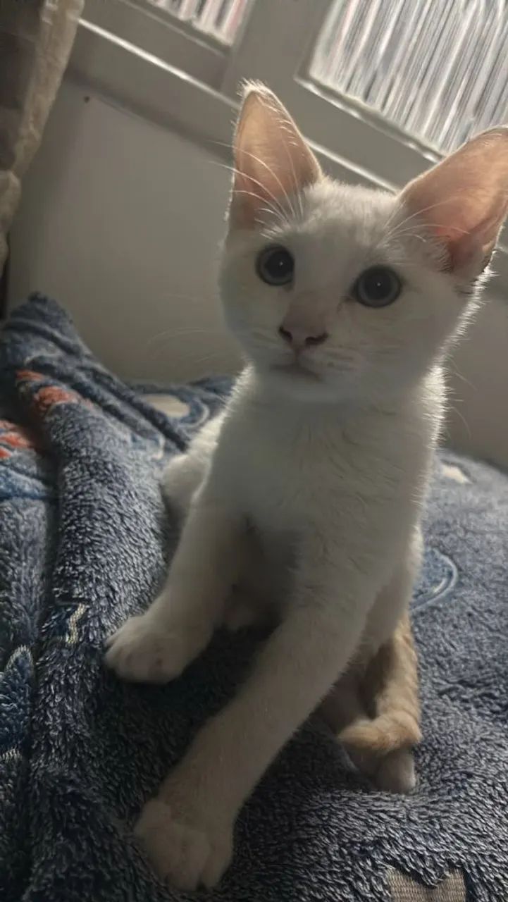Doação de duas gatinhas  - Foto 2
