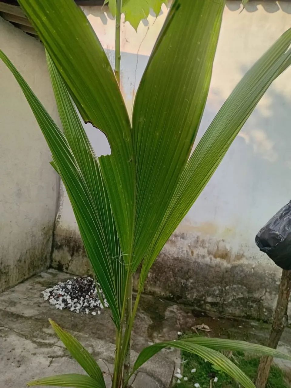Vende-se mudas de árvores frutíferas ? - Foto 4