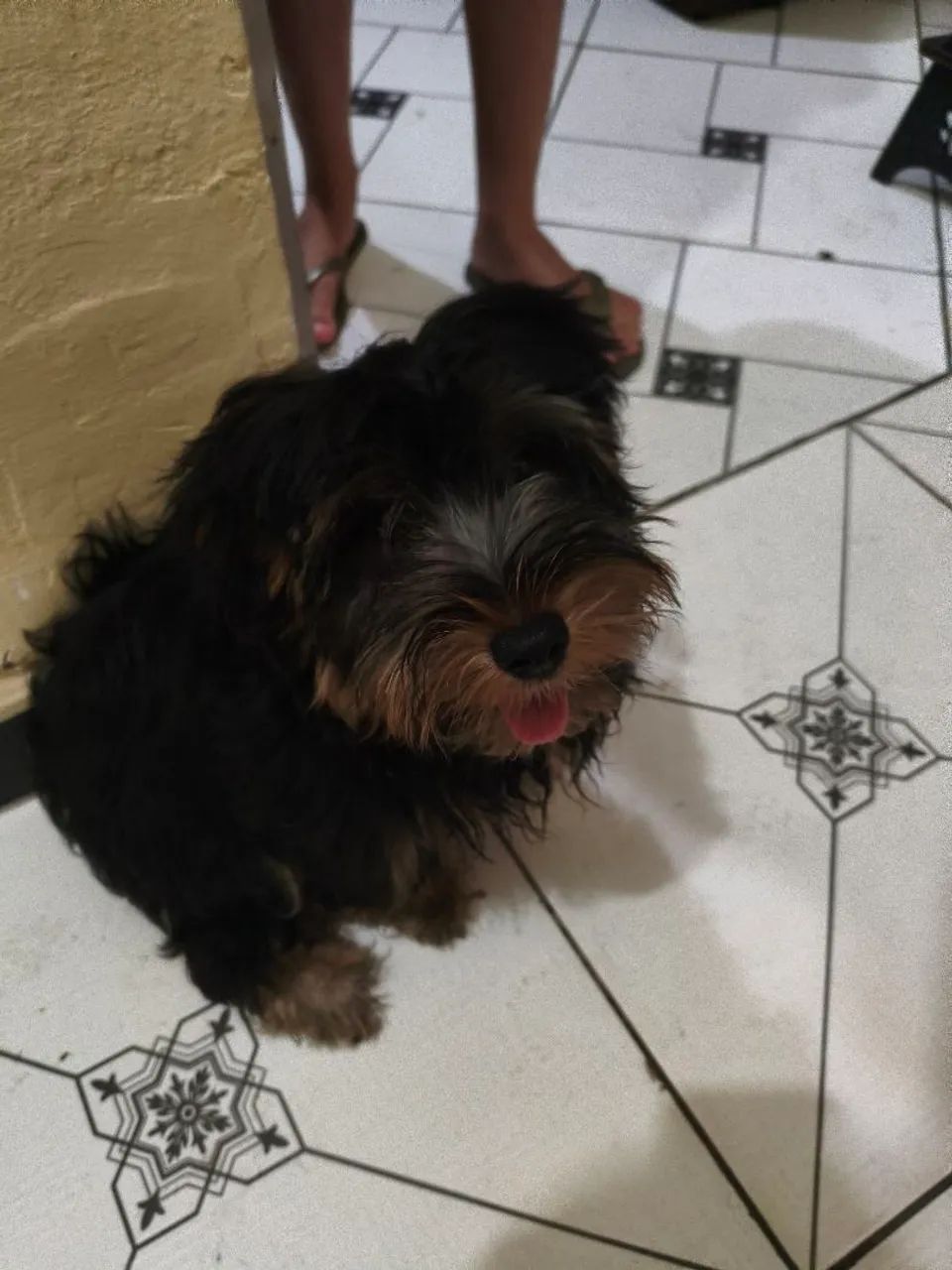 Vendo cachorro Yorkshire macho 