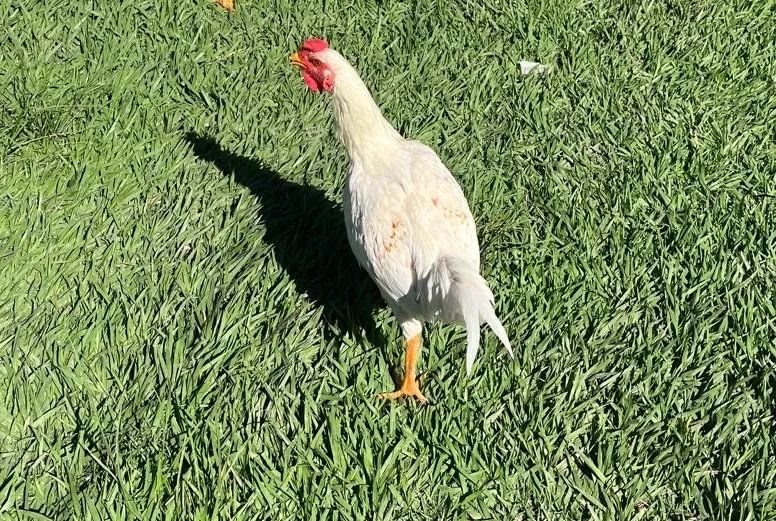 Frango novo - Foto 4