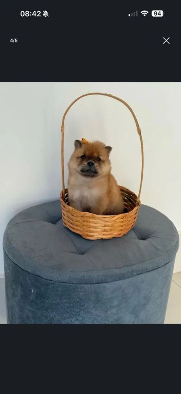 Chow Chow 