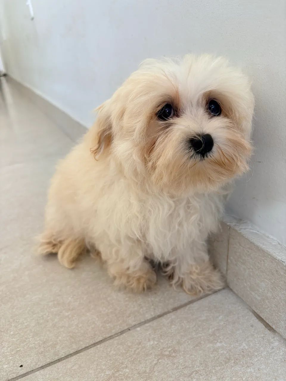 Maltês micro macho - ideal para sua família 