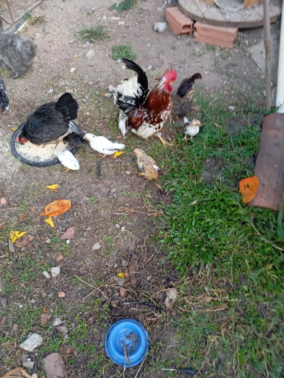 Pintos nagaki a partir de R$15 reais 