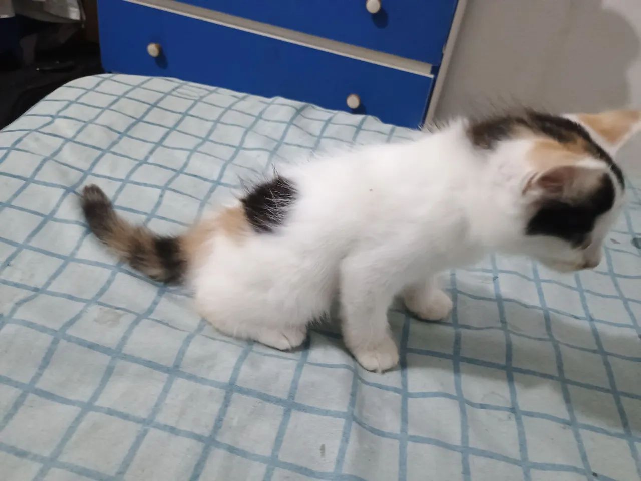 Filhote gato fêmea - Foto 6