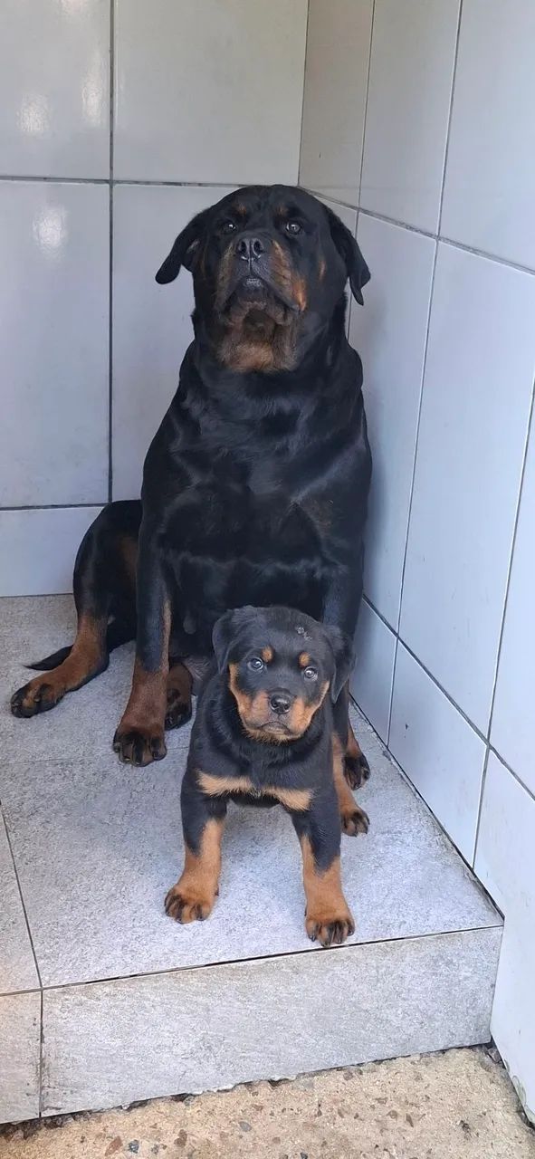 Fêmeas da raça rottweiler 
