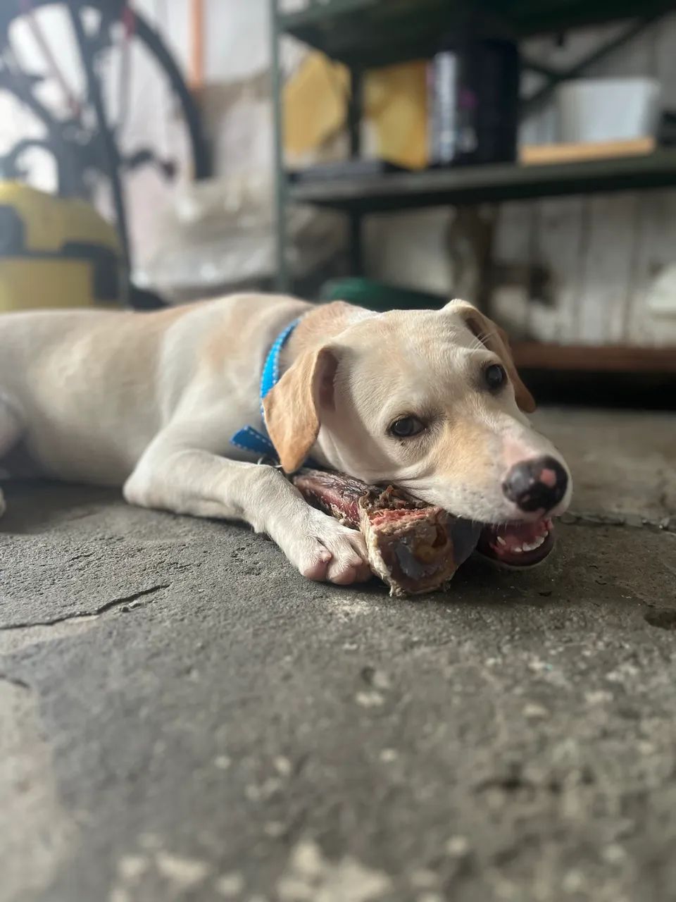 Cachorro - Foto 4