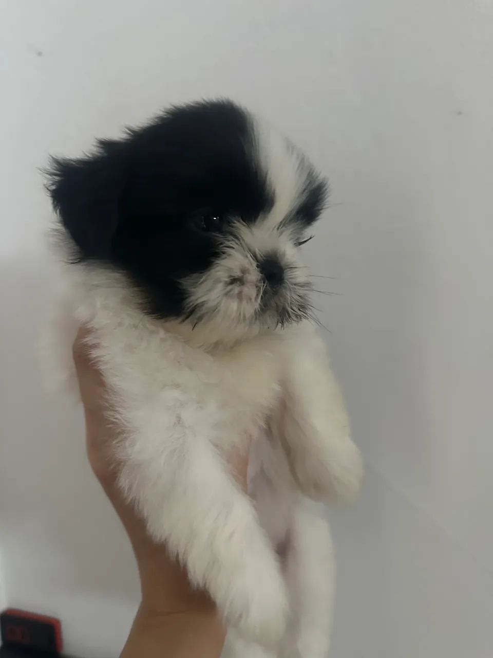 Shihtzu  - Foto 3