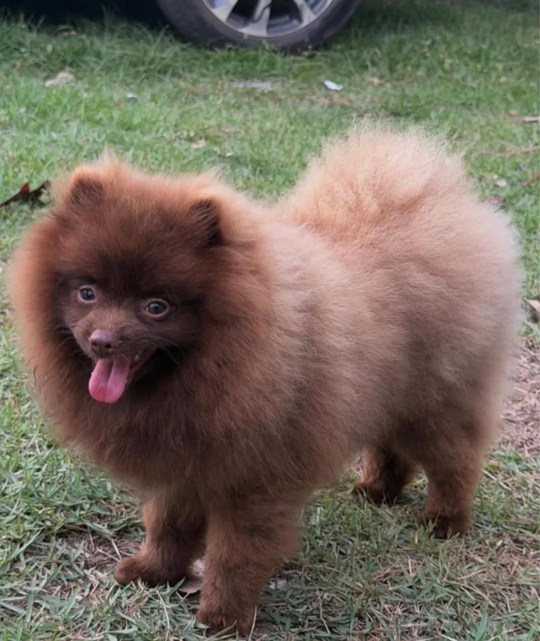 Spitz alemão 