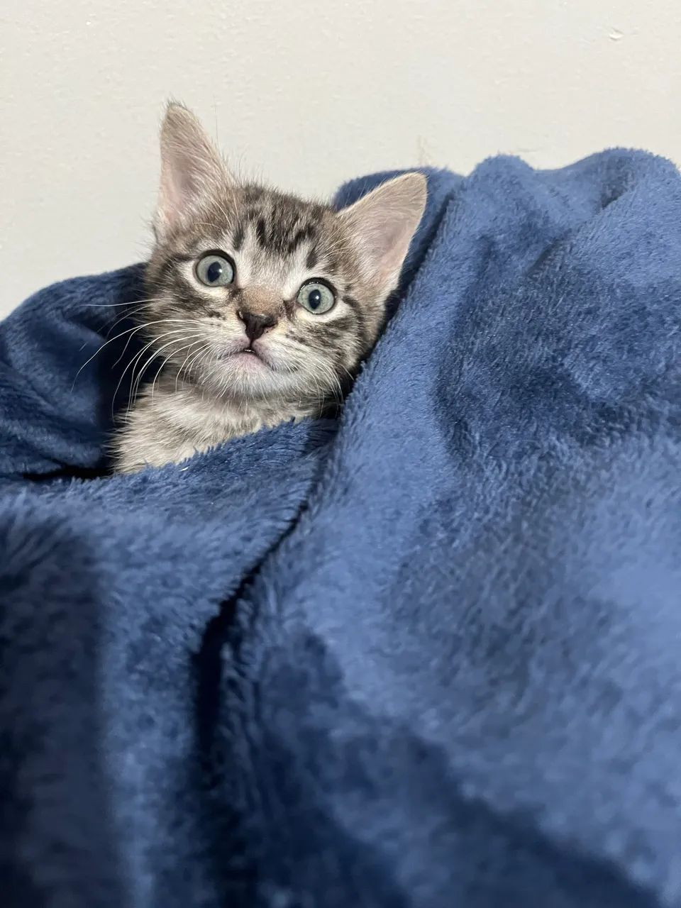 Doação responsável - Foto 4