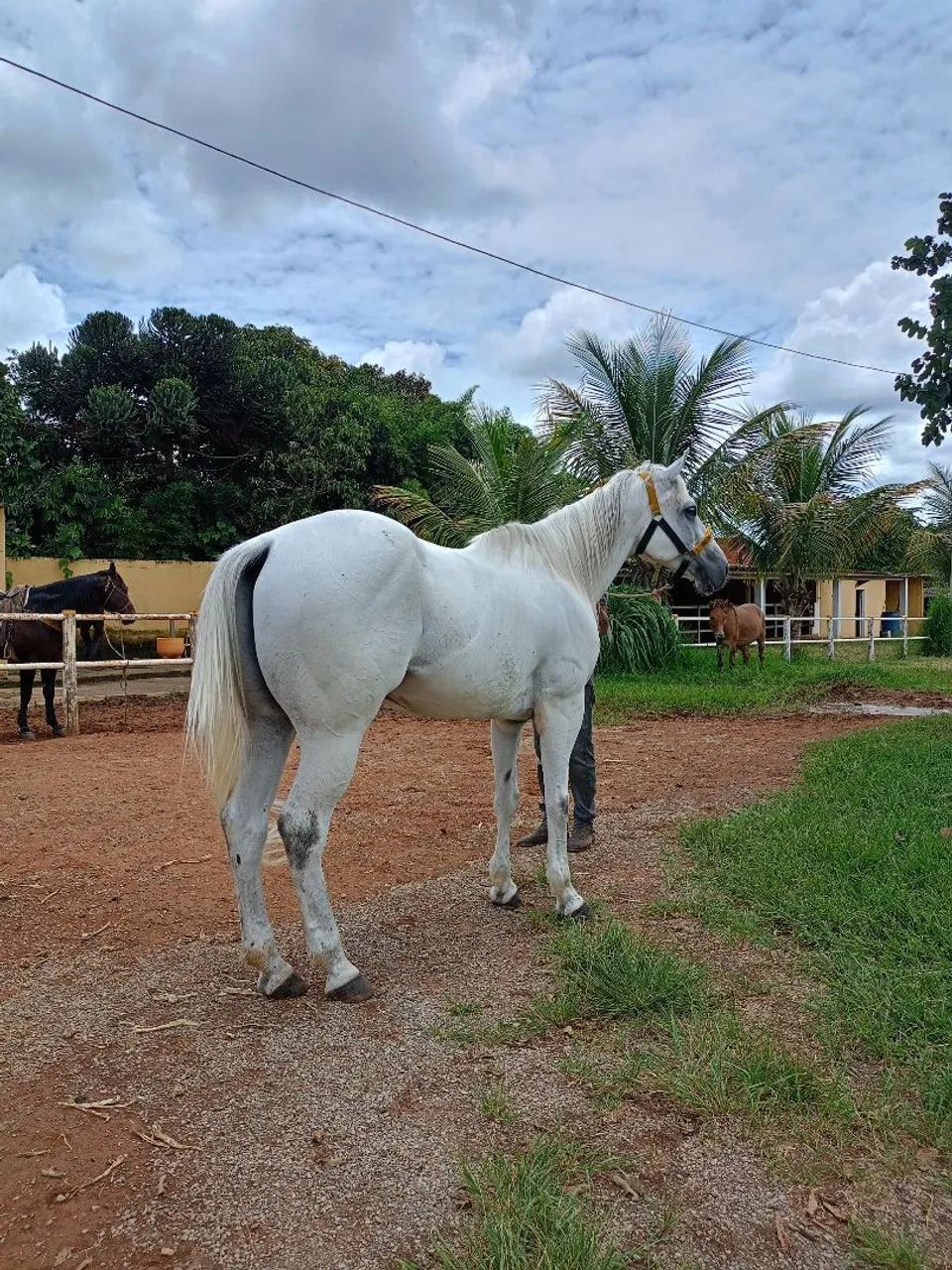 Cavalo quarto de milha - Foto 4