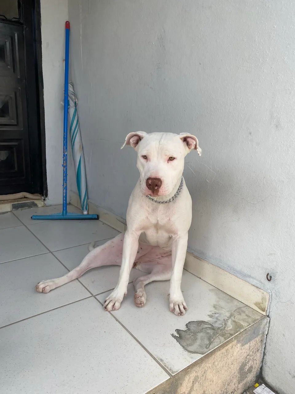 Filhotes Pitbull  - Foto 5