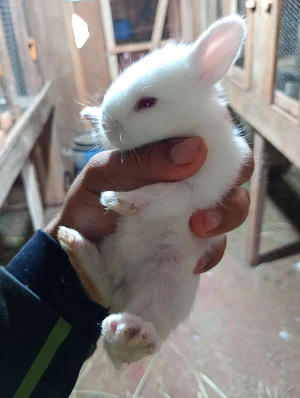 Mini Coelho - Foto 3