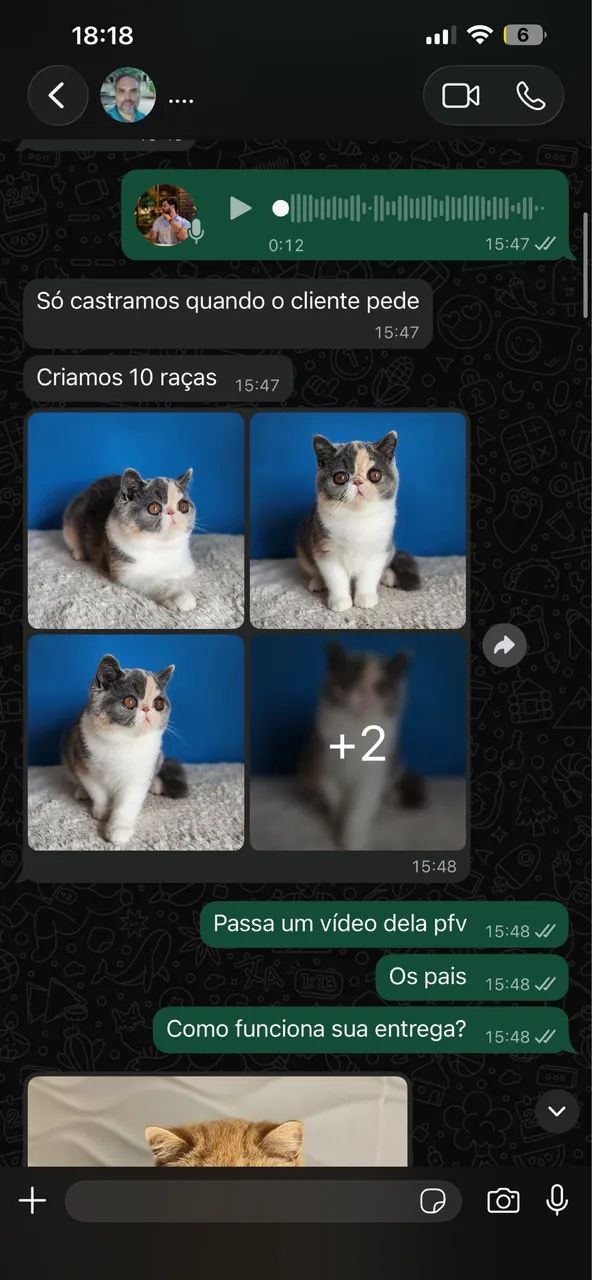 Gato persa  - Foto 3