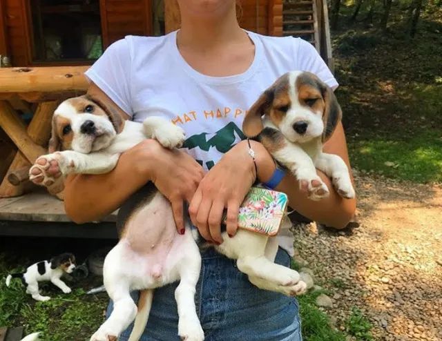Beagle Amor que acompanha cada passo