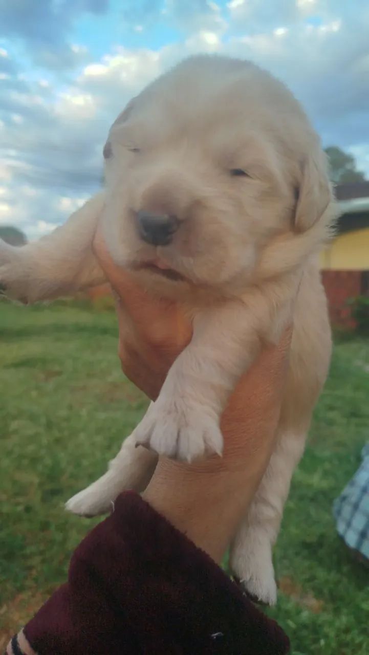 Golden Retriever  - Foto 5
