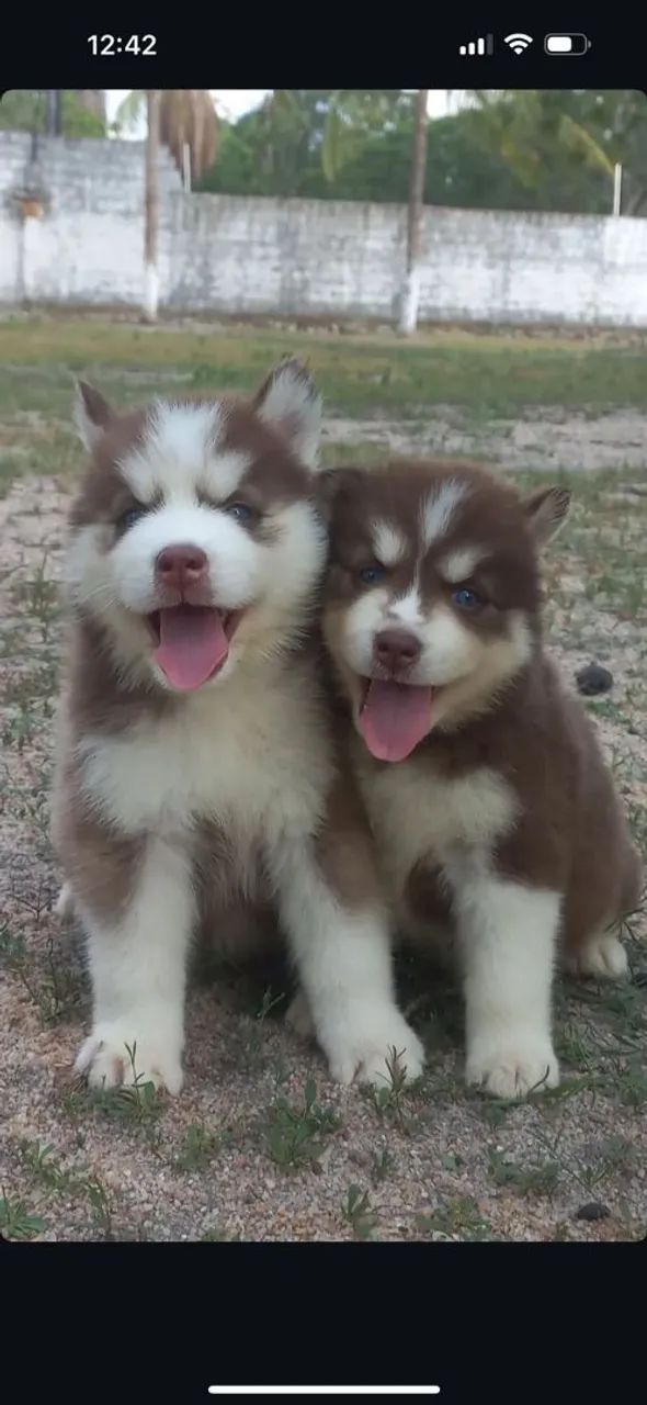 Husky siberiano  - Foto 5