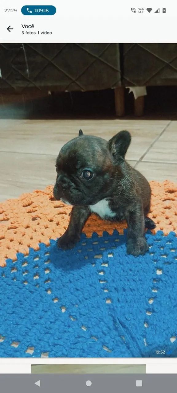 Bodog francês  - Foto 4